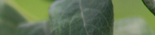 borowka wysoka, borowka amerykańska, Vaccinium corymbosum, uprawa borówki, odmiany borówki
