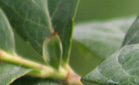 borowka wysoka, borowka amerykańska, Vaccinium corymbosum, uprawa borówki, odmiany borówki